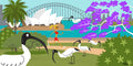 Cartoon illustration of a park scene with ibises, a bridge, and a opera house in the background.